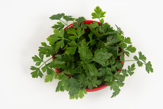 parsley in a bowl isolated without anyone.