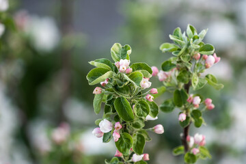 White flowers bloom in the trees. Beautiful blooming garden on a sunny day
