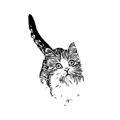 black and white drawing sketch of a cat with a transparent background