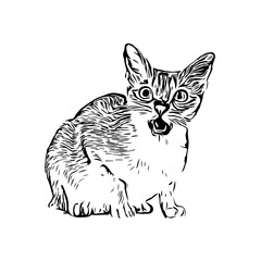 black and white drawing sketch of a cat with a transparent background