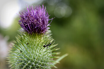 Ants on thistle