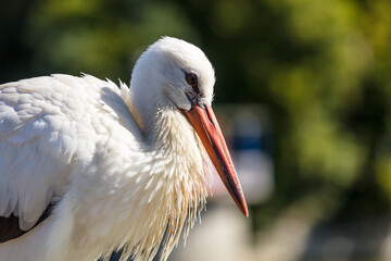 Storch