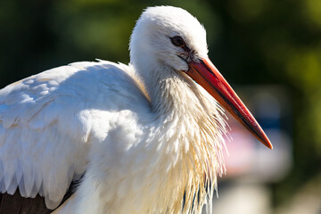 Storch