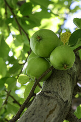 Bunch of green apples ripening in an apple tree along the branch surrounded by green leaves with sunshine shining through 