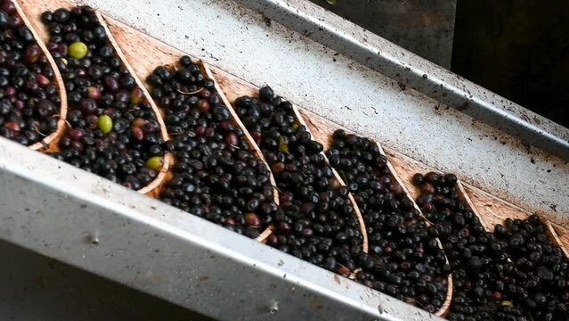 Ripe black olives on a conveyor belt. Fresh virgin olive oil production at the factory after the harvesting of the olives.