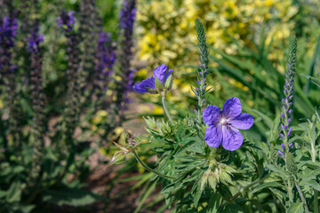 Purple flowers with spiky green leaves blooming in the garden with yellow and purple flowers in the background