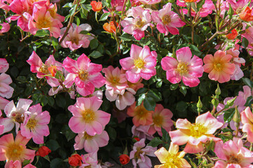 Multicolored mini roses blooming in the sunshine