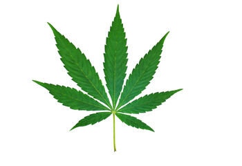 Cannabis leaf, isolated on transparent background