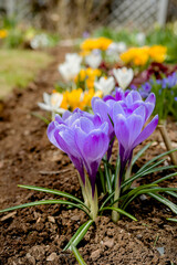 Crocus growing in a home garden.