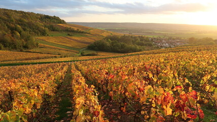 Paysage de coteau de vigne en automne en Champagne Ardenne (France)