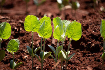 Birth of soybeans in a grain producing farm, in fertile land