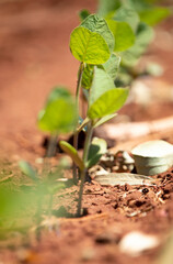 Birth of soybeans in a grain producing farm, in fertile land