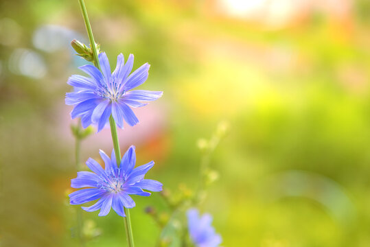 Background with a sprig of chicory.