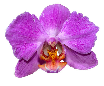 Lilac orchid flower. Isolated on a transparent background.