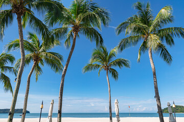 White sand on tropical Chenang beach with tall palm trees near the Andaman Sea on Langkawi island, Malaysia. Natural landscape of a tropical beach.
