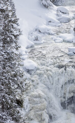 Scenic Snow Covered Landscape in Yellowstone National Park Wyoming in Winter