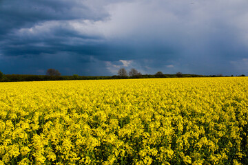 Obraz premium rapeseed field in spring