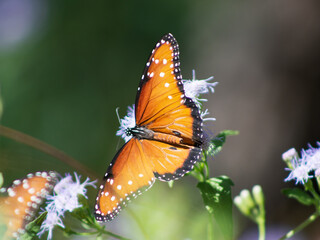 Monarch Butterfly on Flower