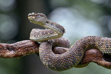 Mangrove pit viper ( Trimeresurus purpureomaculatus ) on a tree branch