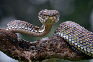 Mangrove pit viper ( Trimeresurus purpureomaculatus ) on a tree branch