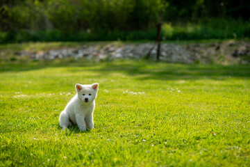 chiot akita inu blanc assis, dans un parc immense !