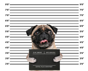 Arrested Pug dog with mugshot board against height chart. Fun photo of criminal