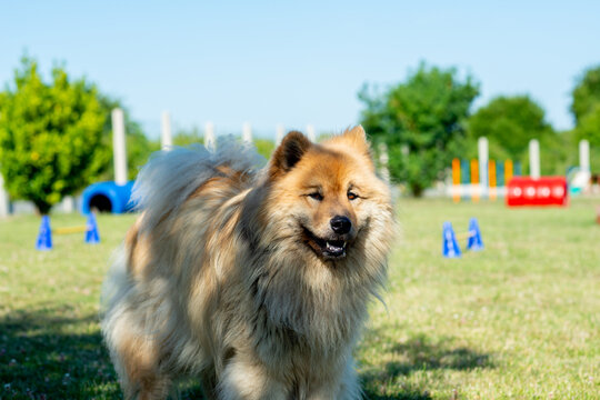 portrait d'un eurasier dans un parc d'&eacute;ducation !