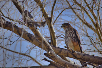Karearea Falcon in a tree