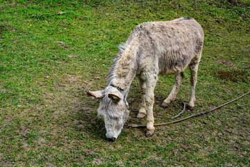 Naklejka na ściany i meble Donkey in a field.Donkey Standing In A Field .