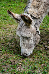 Donkey in a field.Donkey Standing In A Field .