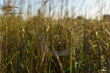 Close-up cobweb with dew hanging on the grass in the morning. .