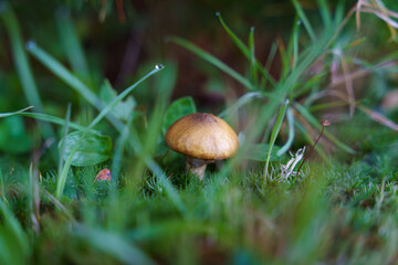 Suillus luteus - edible mushroom growing in the forest. Picking mushrooms, collecting edible mushrooms in the forest.