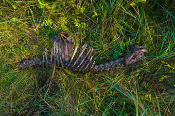 Skeleton of an animal lying in the forest and decomposing slowly. Carrion