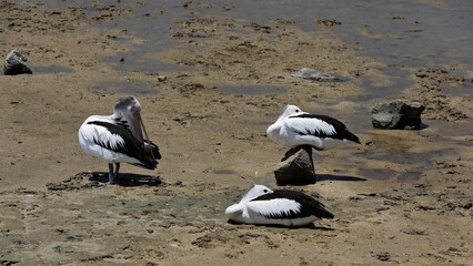 Group of Australian pelicans on the mudflats off the Cairns Esplanade. Queensland-Australia-350