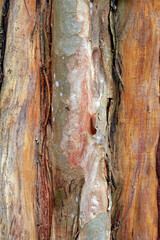 Tree bark texture
