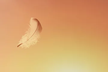 Foto op Plexiglas Lone feather floating in the sky. Free your spirit soul concept.  © kieferpix