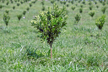 Plantation of oranges with young trees on countryside of Sao Paulo state, Brazil