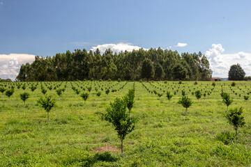 Fototapeta na wymiar Plantation of oranges with young trees on countryside of Sao Paulo state, Brazil