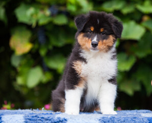 Black tricolor Australian Shepherd puppy in the park with flowers