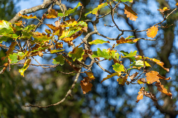 Eichenblätter im Herbst