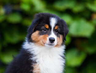 Black tricolor Australian Shepherd puppy in the park with flowers