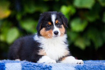 Black tricolor Australian Shepherd puppy in the park with flowers