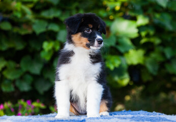 Black tricolor Australian Shepherd puppy in the park with flowers