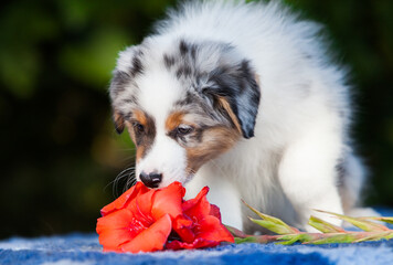 Blue marble Australian Shepherd puppy in the park with flowers