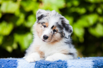 Blue marble Australian Shepherd puppy in the park with flowers