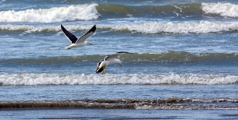 Fototapeta na wymiar Kelp gulls fishing on the beach on the coast of the state of Sao Paulo, Brazil