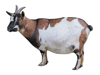 West African Dwarf or Pygmy goat (capra hircus), PNG, isolated on transparent background
