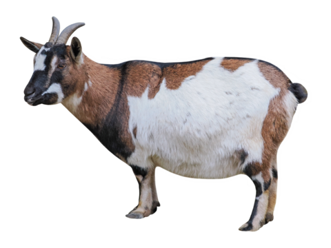 West African Dwarf or Pygmy goat (capra hircus), PNG, isolated on transparent background