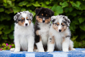 Three Australian Shepherd puppies in a park with flowers