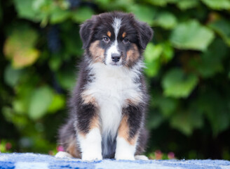 Black tricolor Australian Shepherd puppy in the park with flowers